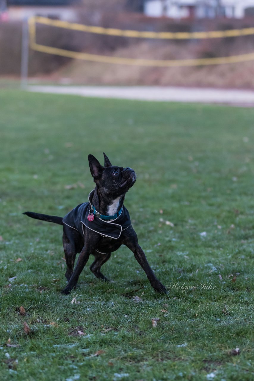 Bild 90 - Hundeshooting